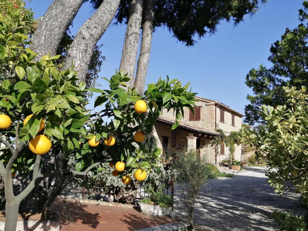 Casale San Martino Agriturismo Bio Sant'Angelo in Pontano Exterior photo